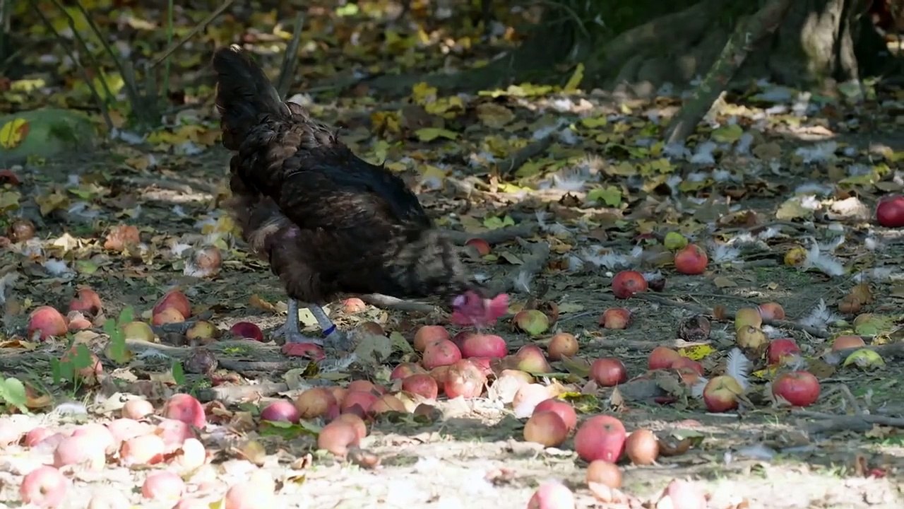 Wurzeln des Überlebens Trailer DF