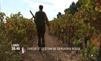 Chasse et gestion de la perdrix rouge - 28/11/16