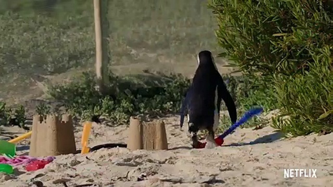Stadt der Pinguine Trailer OV - video Dailymotion