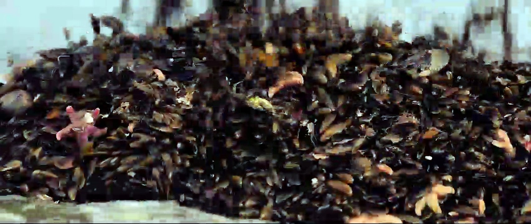 Der Atem des Meeres Trailer DF