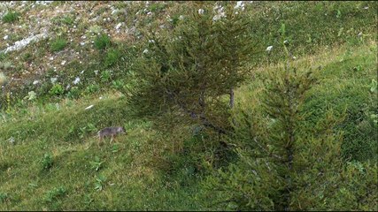 Wolf Walk - Auf der Spur der Wölfe Trailer DF