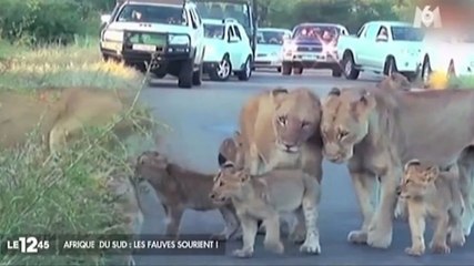 Zapping, le best of : des automobilistes bloqués par…une bande de lionceaux