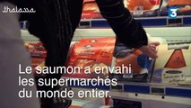 Thalassa - Planète saumon  enquête sur le poisson préféré des Français - 25 11 16