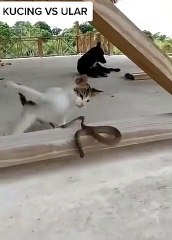 kucing vs ular