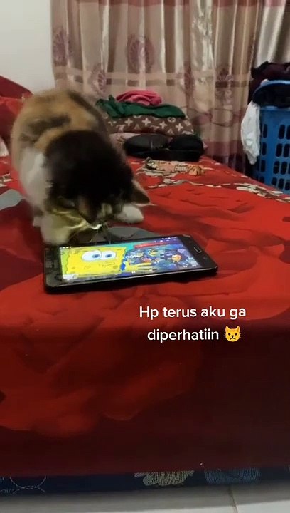 kucing main hape mulu