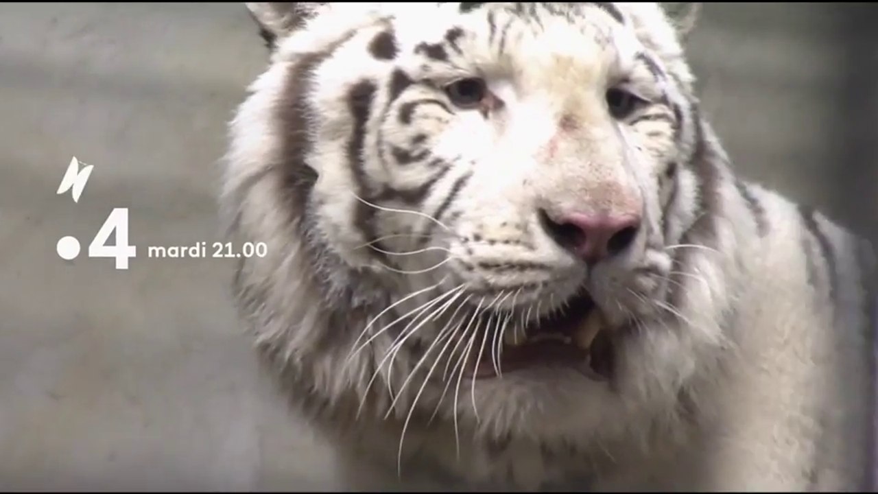 Les animaux du zoo - boules de poils et gros ch...