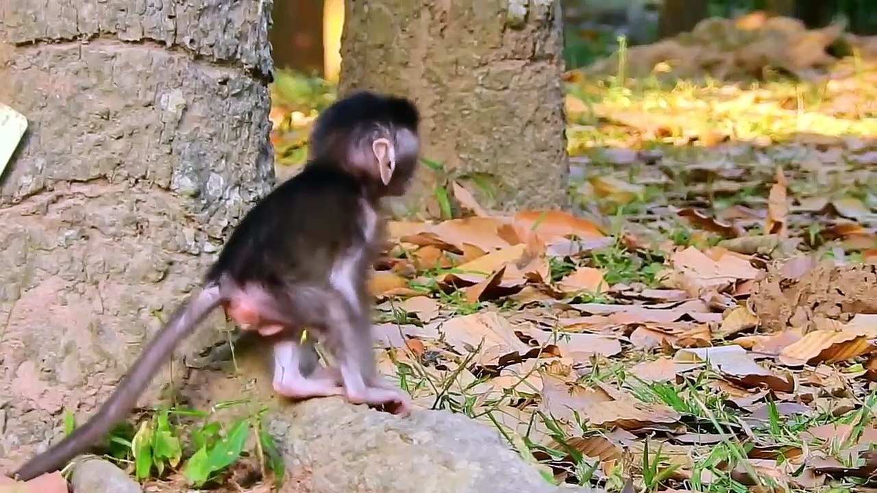 Oh, Sweet Loves! Sami Getting love Another Monkey So Warm