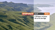 L'Afrique, un joyau de la vie sauvage - Animaux