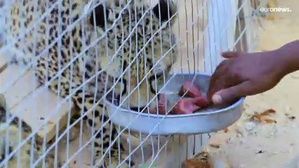 شاهد: الفهود مهددة بالانقراض في القرن الإفريقي وأرض الصومال بسبب التهريب