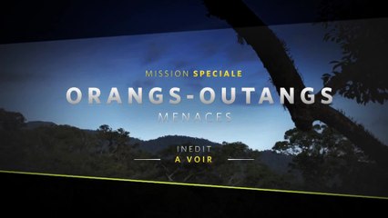 Mission spéciale - Orang outangs Menaces