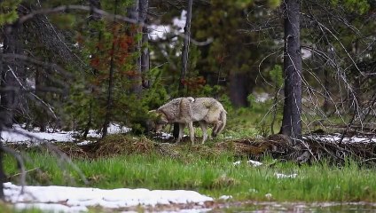 On The Wild Side - Gegen die weltweite Jagd Trailer (2) OV