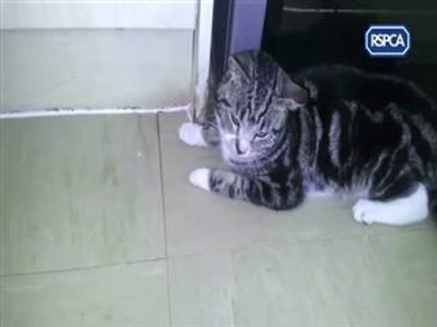 Briton jailed after putting cat in dryer