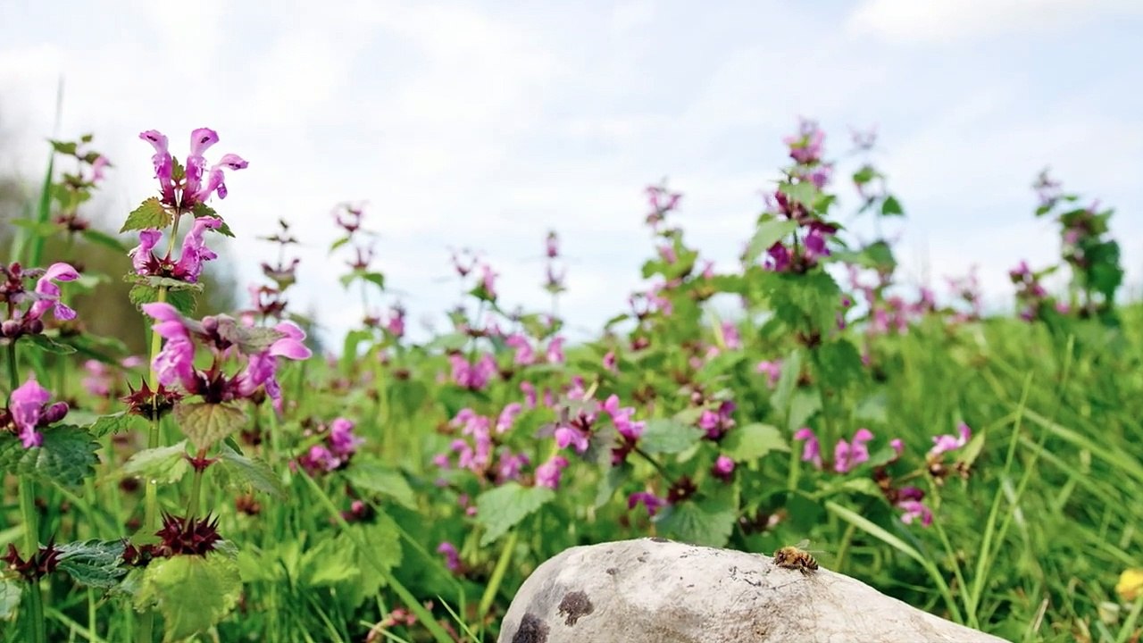 Tagebuch einer Biene Trailer DF