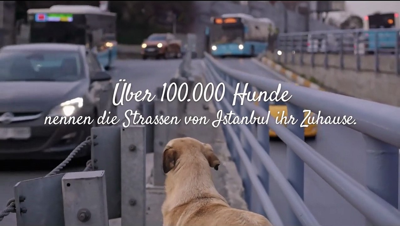 Streuner - Unterwegs mit Hundeaugen Trailer DF