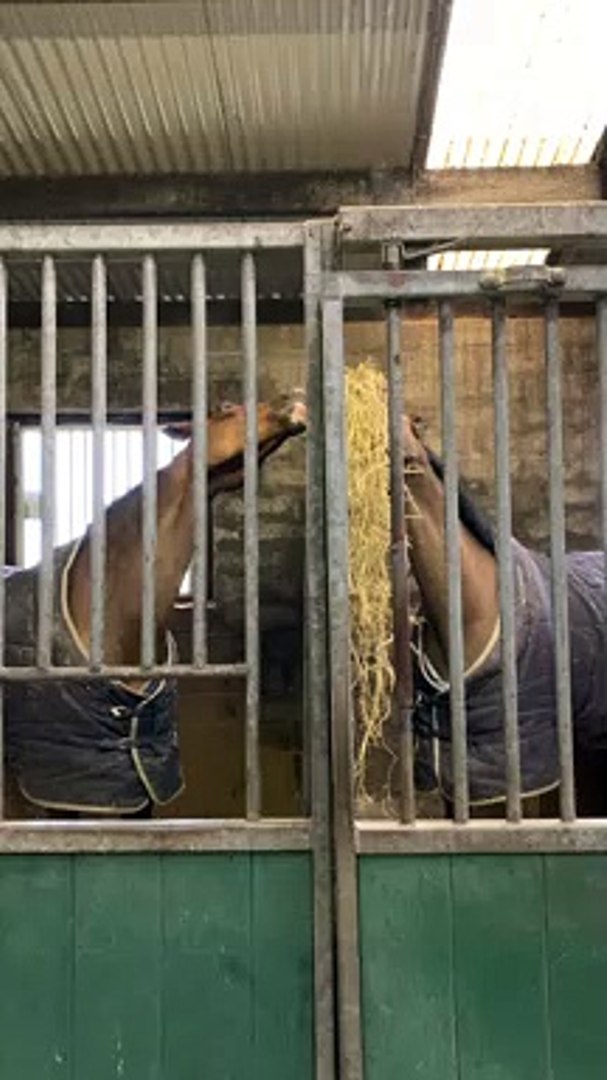 ⁣Horses Sharing Their Hay