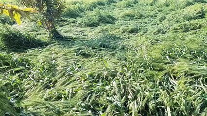 आसमान से बरसी आपदा से खेत में बिछोना बन गई फसलें