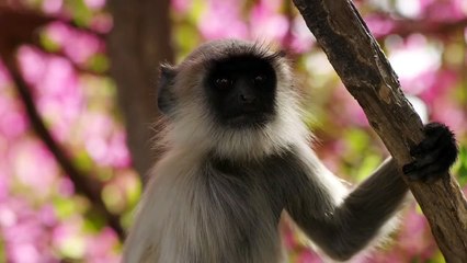 Planet Erde II: Eine Erde - Viele Welten Trailer (2) OV