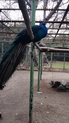 Peacock  Video By Kingdom of Awais