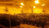 Bergamo - Sequestrata maxi piantagione di marijuana in azienda agricola (09.03.22)