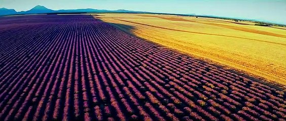 Affenkönig Teaser DF