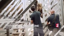 Aventures de médecine - Des vétérinaires en action - 24 10 17 - France 2