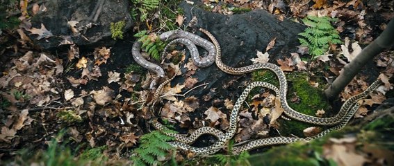 Them That Follow Trailer (2) OV