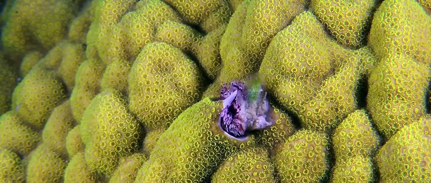 Wonders Of The Sea Trailer DF