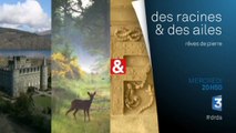 des racines et des ailes - reves de pierre - 07/10