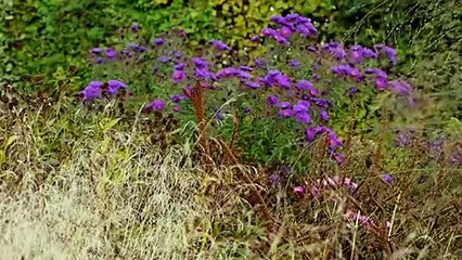 Five Seasons: The Gardens of Piet Oudlof Trailer OV