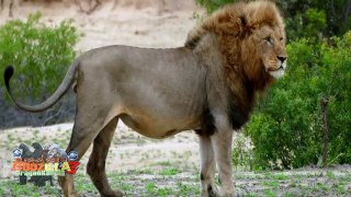 Mini Documental sobre El León de Sri Lanka (2022) #León #PantheraLeo #SriLanka