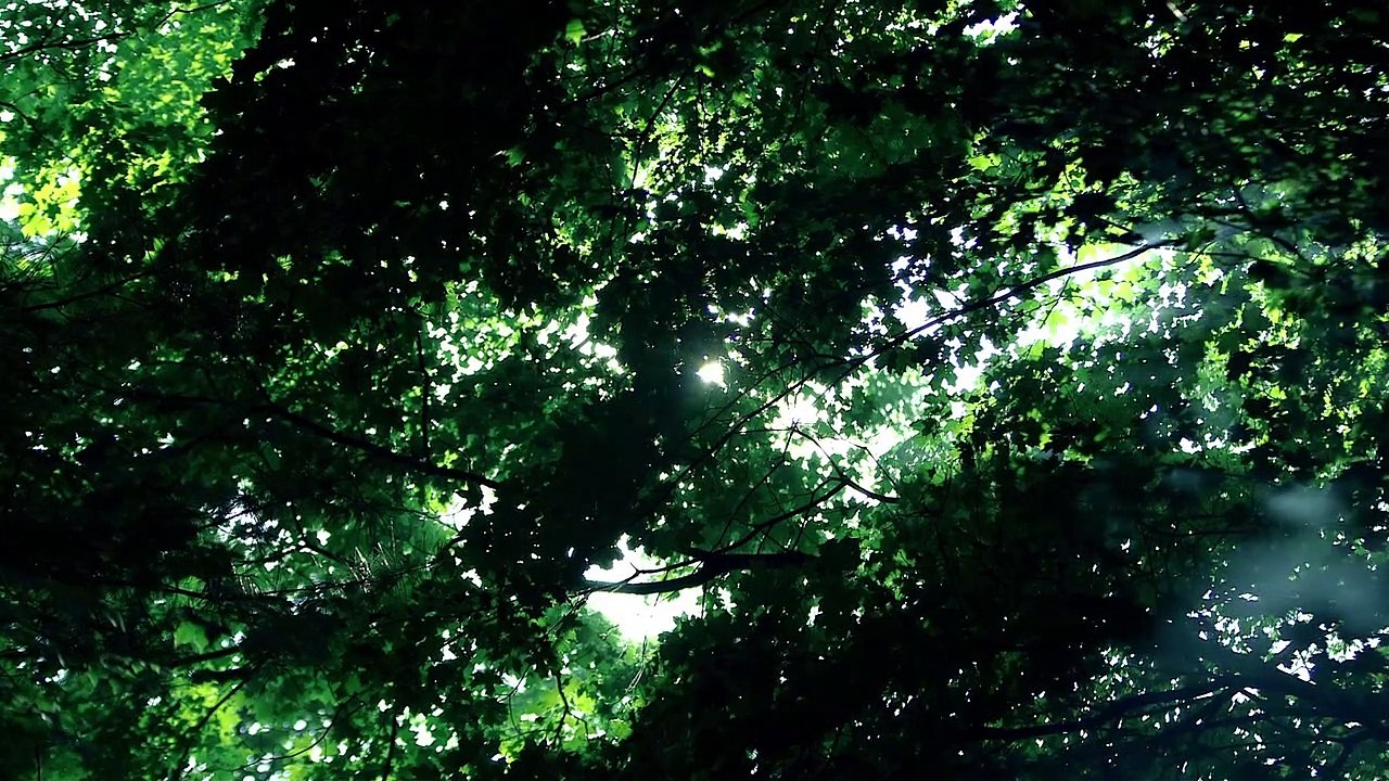 Ryuichi Sakamoto: Coda Trailer OmU