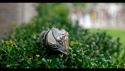 Hereditary - Das Vermächtnis Trailer OmU