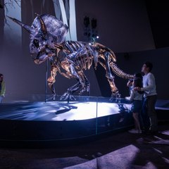Un musée australien dévoile le squelette de tricératops le plus complet connu carré