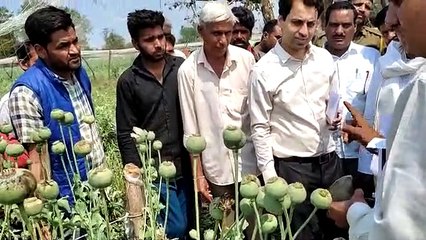 ओलावृष्टि से फट गए अफीम के डोडे, अब काली मस्सी का सता रहा डर