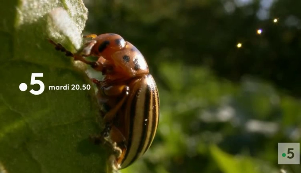 Le Monde en Face -  Un jardin entre deux mondes - france 5 - 30 10 18