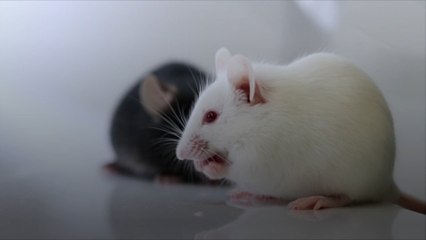 Des scientifiques inversent le vieillissement chez la souris