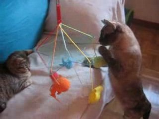 Viendo como juega Naima