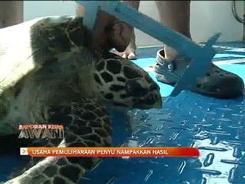 Pemuliharaan penyu menampakkan hasil