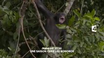 Une saison chez les bonobos - France 4 - 04 11 16