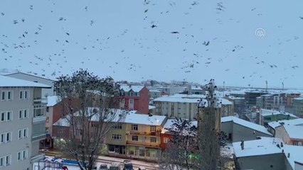Şiddetli rüzgarda kuşların dansı