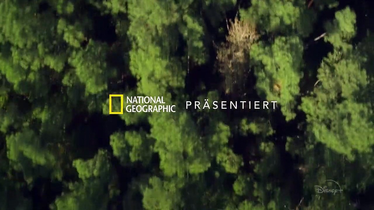 Triff die Schimpansen Trailer DF