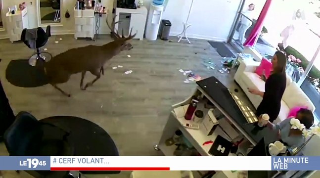 Zapping du 08/10 : Un cerf fou défonce la vitrine d’un coiffeur