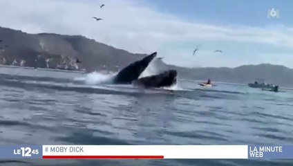 Zapping du 06/11 : Deux femmes se font gober par une baleine !