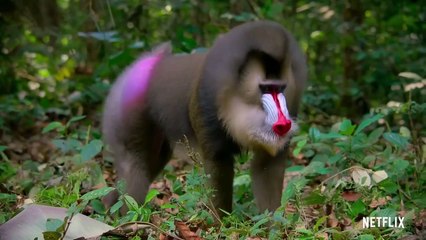 Das Leben in Farbe mit David Attenborough Trailer OV