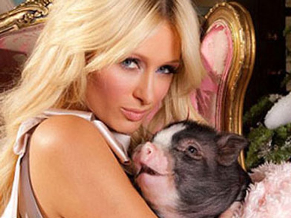 Paris Hilton et Miss Piglette dorment ensembles !