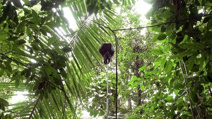 Dusk Chorus Trailer OV