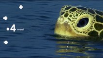 Caméras-espions chez les dauphins - Le dauphin et la caméra-tortue - france 4 - 16 10 18