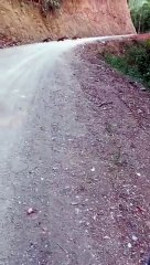 Morador flagra bando de quatis na ligação Velha-Garcia