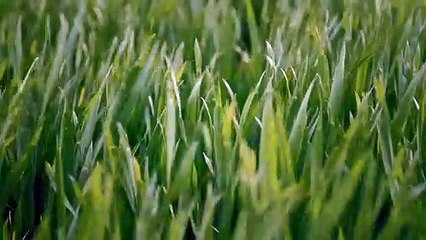 A Symphony Of Noise Trailer OV