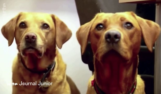 Zapping du 15/10 : Des chiens renifleurs de Covid-19 ?